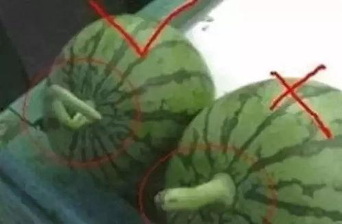 吃瓜群众的好听名字大全