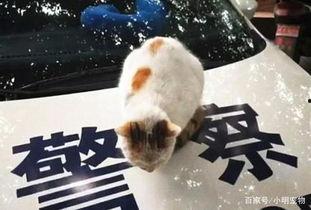 猫小姐吃瓜群众,吃瓜群众的趣味生活