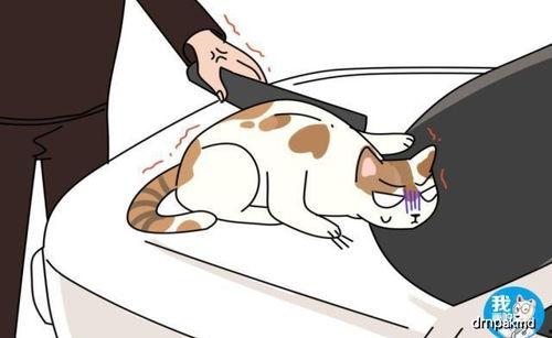 猫小姐吃瓜群众,吃瓜群众的趣味生活