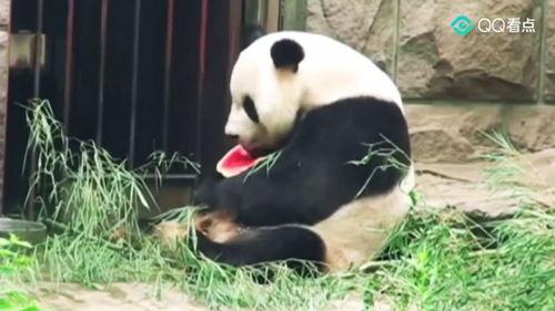 史上最优雅的吃瓜群众,揭秘娱乐圈幕后风云