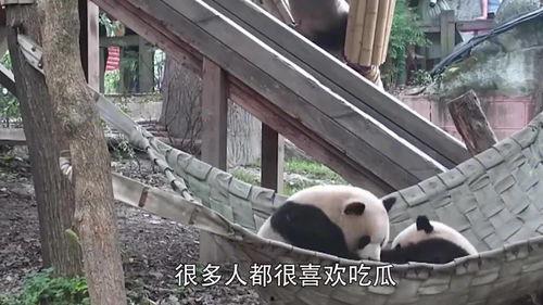 熊猫当吃瓜群众