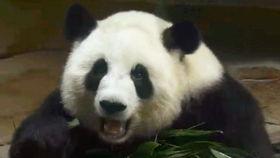 熊猫当吃瓜群众