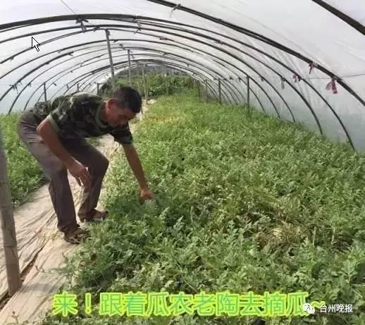 沂蒙山区吃瓜群众是谁,沂蒙山区“吃瓜群众”的日常生活画卷