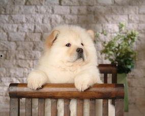 松狮咖啡吃瓜群众